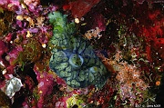Hemimycele arabica Eponge cratere de mer rouge-Safaga Panomara Reef N-29m-20171123-Denis-ADER-DSC_3616_tn